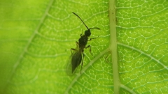 Diapria