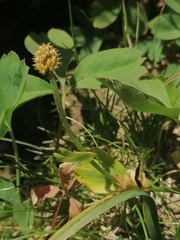 Ranunculus altaicus