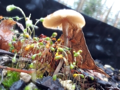 Psilocybe angulospora