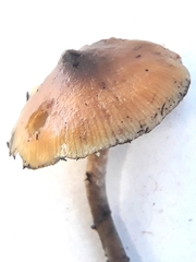 Psilocybe angulospora