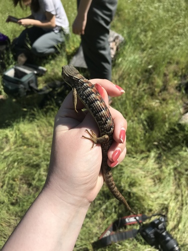 iNaturalist observation photo of Southern Alligator Lizard
