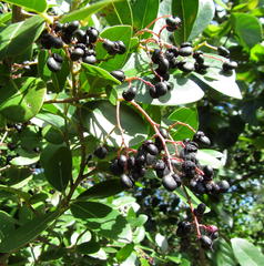 Apodytes dimidiata dimidiata