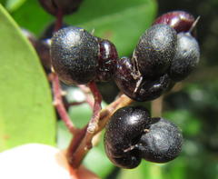 Apodytes dimidiata dimidiata
