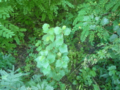 Corylus colurna