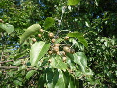 Pyrus betulifolia