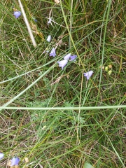 Campanula rotundifolia