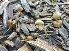 Psilocybe angulospora