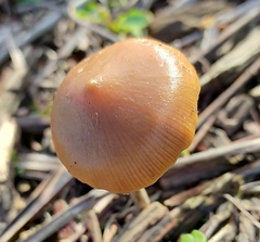 Psilocybe angulospora