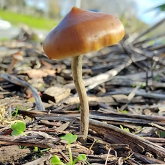 Psilocybe angulospora