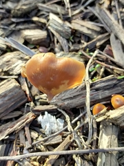 Psilocybe angulospora