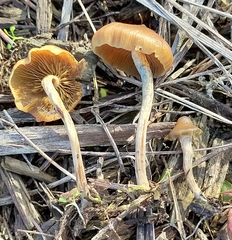 Psilocybe angulospora