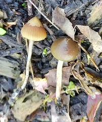 Psilocybe angulospora