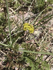 Lomatium grayi
