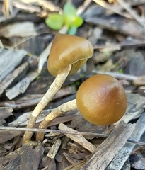 Psilocybe angulospora