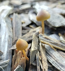 Psilocybe angulospora