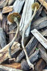 Psilocybe angulospora