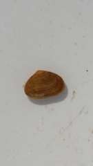 Borniola reniformis