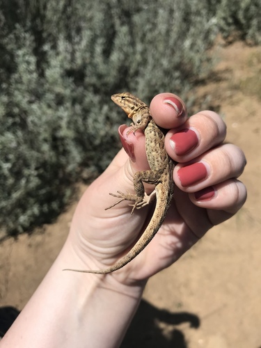 iNaturalist observation photo of Western Side-blotched Lizard