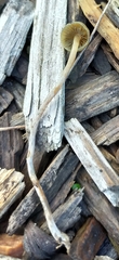 Psilocybe angulospora