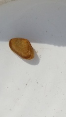 Borniola reniformis