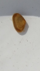 Borniola reniformis
