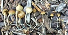 Psilocybe angulospora
