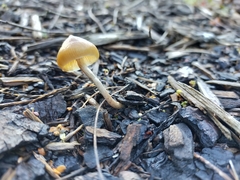 Psilocybe angulospora