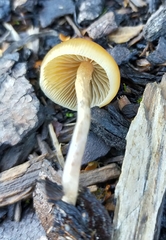 Psilocybe angulospora