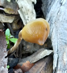 Psilocybe angulospora