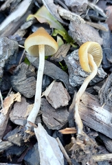 Psilocybe angulospora