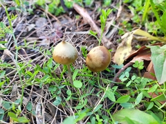 Psilocybe angulospora