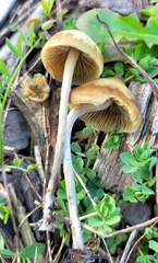 Psilocybe angulospora