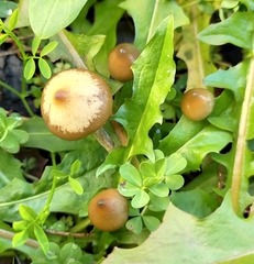 Psilocybe angulospora