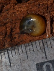 Oxychilus navarricus