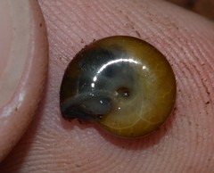 Oxychilus navarricus