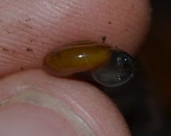 Oxychilus navarricus