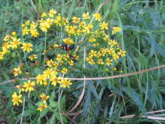 Senecio polyanthemoides
