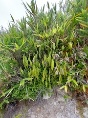 Lycopodium yueshanense