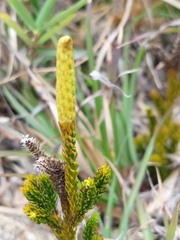 Lycopodium yueshanense