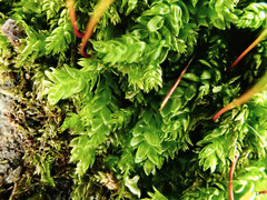 Rhynchostegium murale