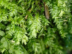 Plagiothecium nemorale