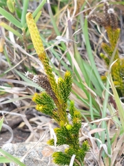 Lycopodium yueshanense