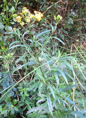 Senecio polyanthemoides