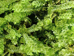 Pedinophyllum interruptum