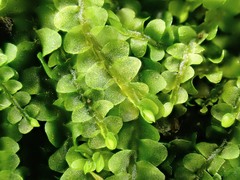 Jungermannia atrovirens