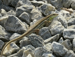 Ophisops elegans schlueteri