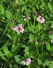 Phyla nodiflora minor