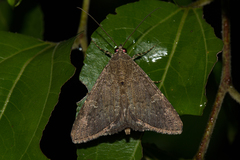 Achaea lienardi