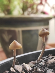 Psilocybe angulospora
