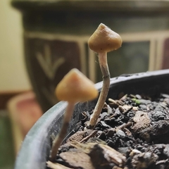 Psilocybe angulospora